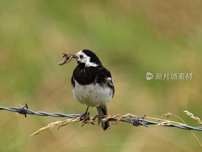 花斑鹡鸰（Motacilla alba yarelli）